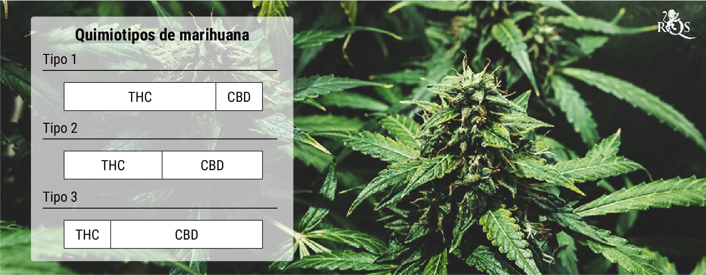 ¿Qué son los quimiotipos de marihuana?