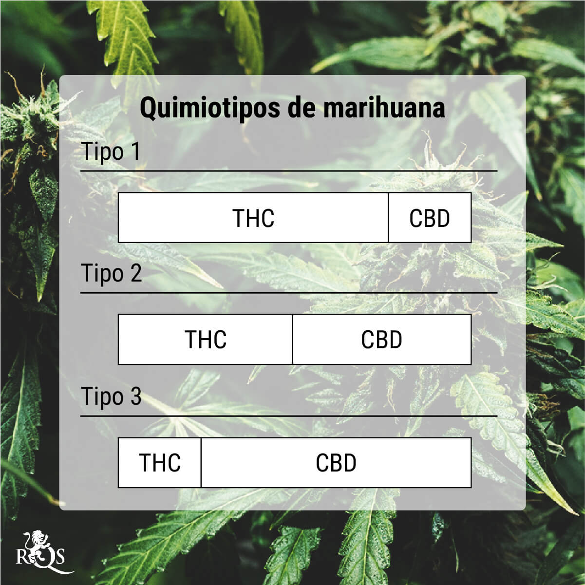 ¿Qué son los quimiotipos de marihuana?