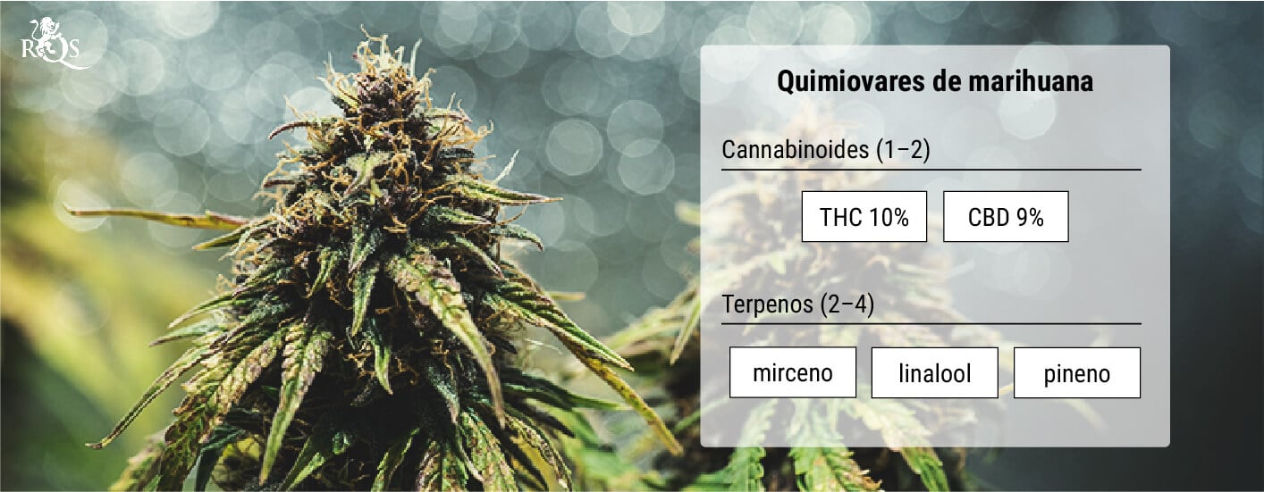 Quimiovares de marihuana: un método de clasificación más acertado