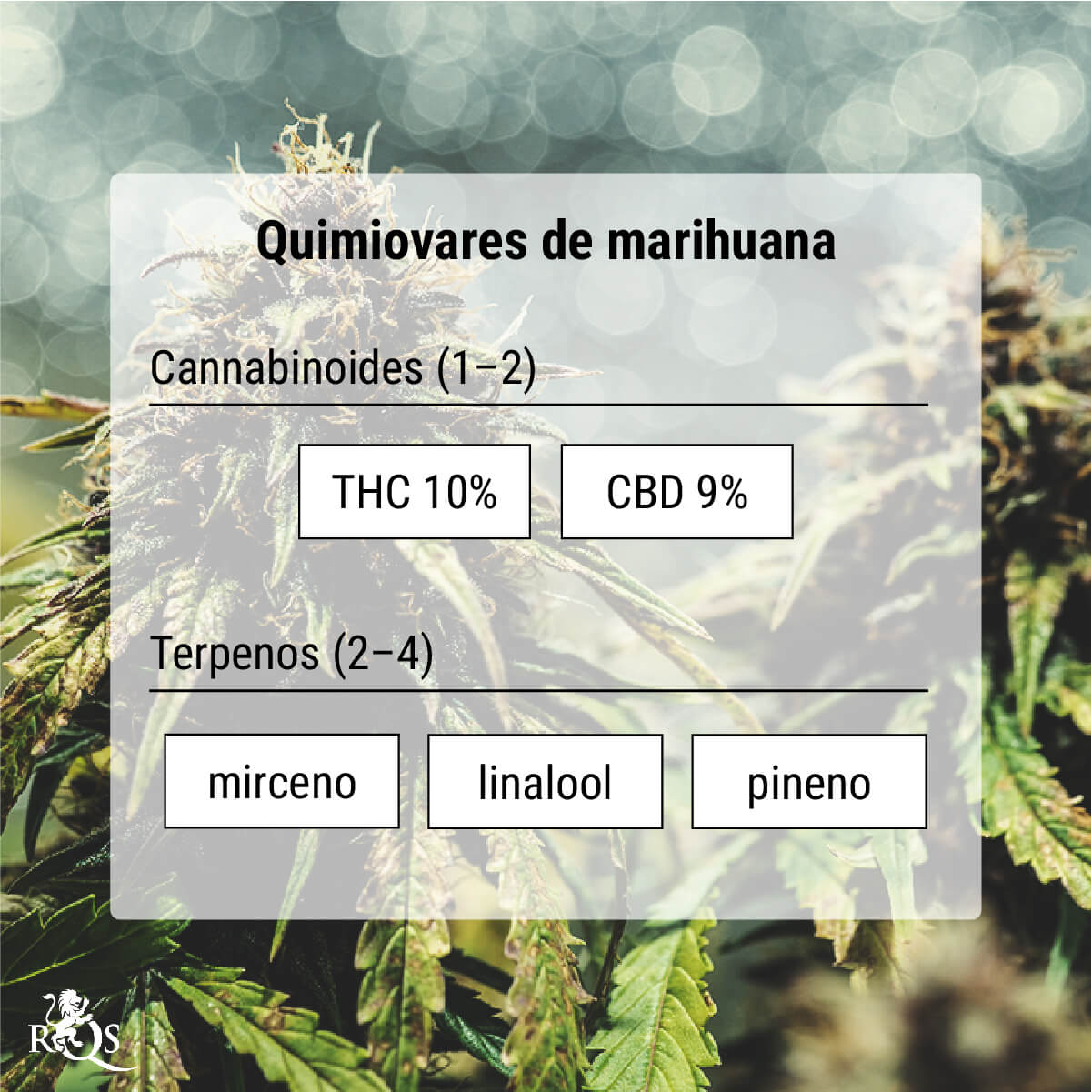 Quimiovares de marihuana: un método de clasificación más acertado