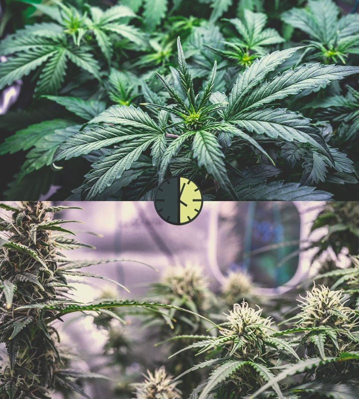 Pros y contras de las variedades de cannabis autoflorecientes