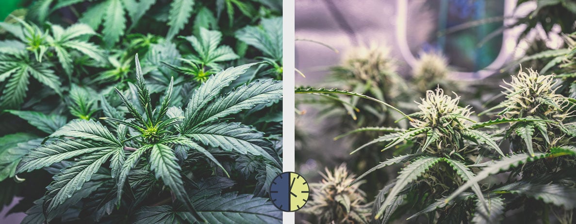 Pros y contras de las variedades de cannabis autoflorecientes