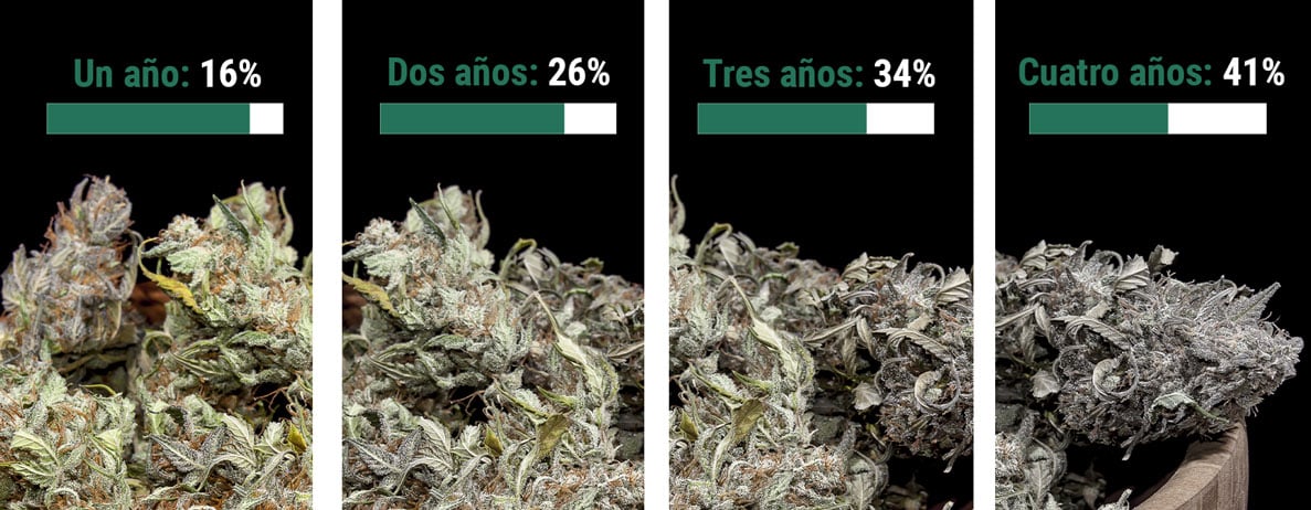 ¿Cuál es la vida útil de la marihuana?