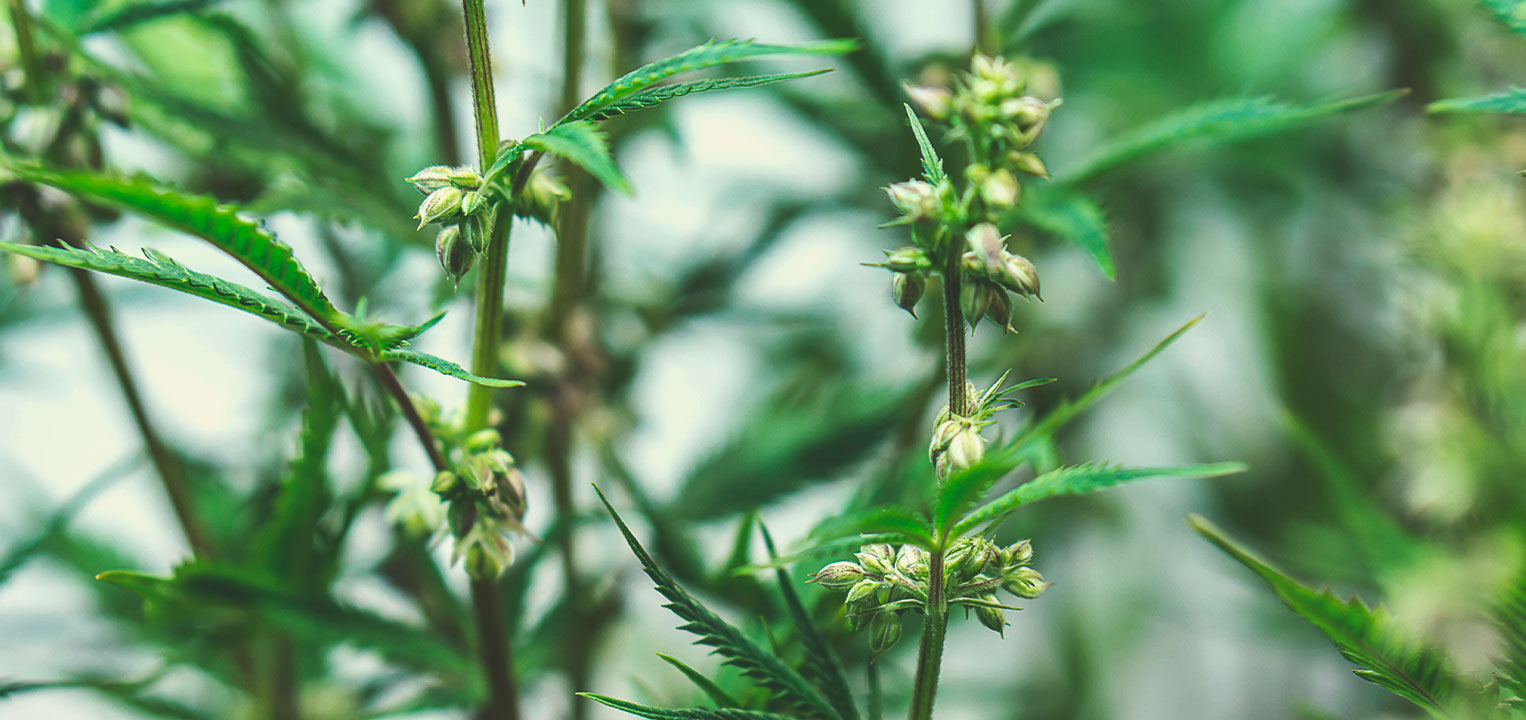 Medical cannabis seedsCómo se cultivan las semillas de marihuana medicinal Cómo se cultivan las semillas de marihuana medicinal