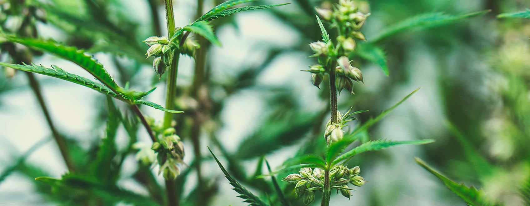 Cómo se cultivan las semillas de marihuana medicinal