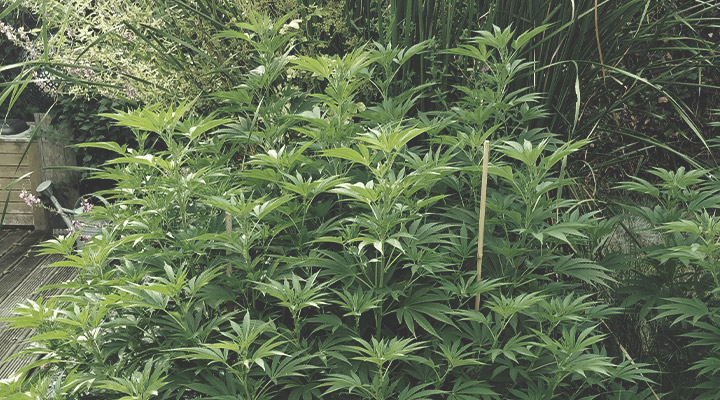 Da soporte a las plantas con cuerdas y estacas Da soporte a las plantas con cuerdas y estacas