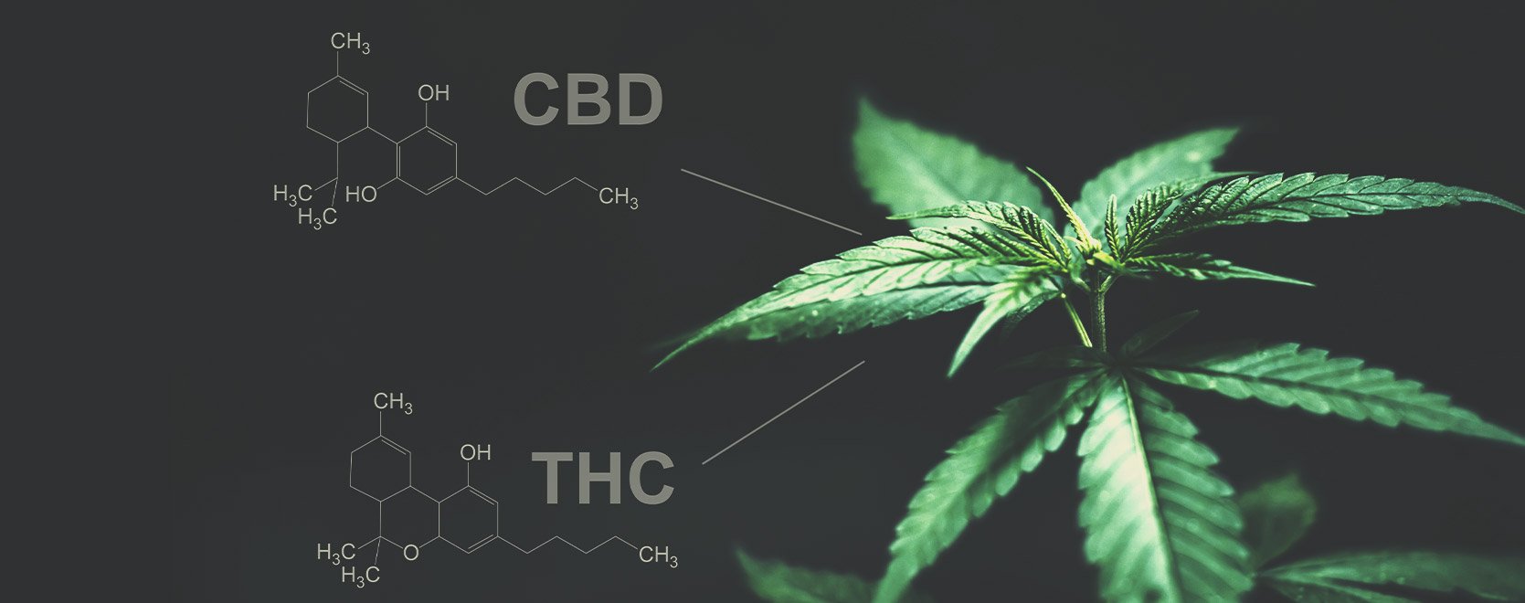 ¿Hay alguna diferencia entre el THC y el CBD en este sentido?