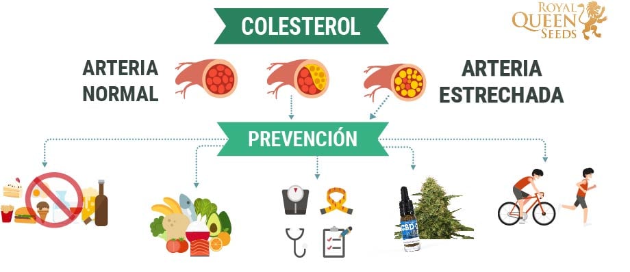 Cannabis y Colesterol 