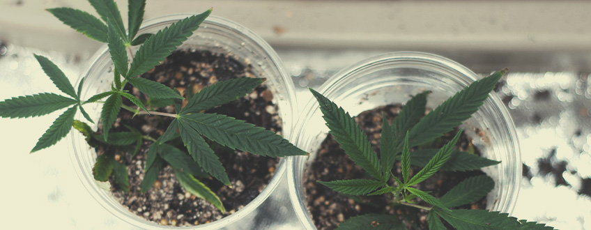 Consejos generales para ahorrar dinero al cultivar marihuana