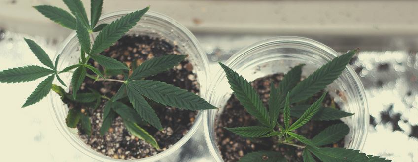Consejos generales para ahorrar dinero al cultivar marihuana Consejos generales para ahorrar dinero al cultivar marihuana