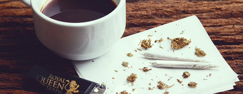 CANNABIS ROYAL QUEEN SEEDS  cafe