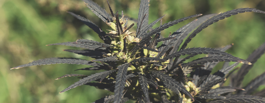 ¿Qué efectos tiene el frío en las plantas de marihuana en floración?