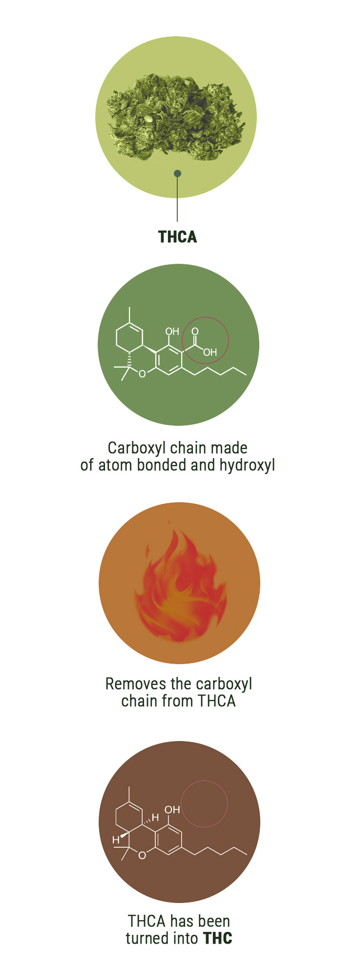 ¿En qué se diferencian el THCV y el THC?