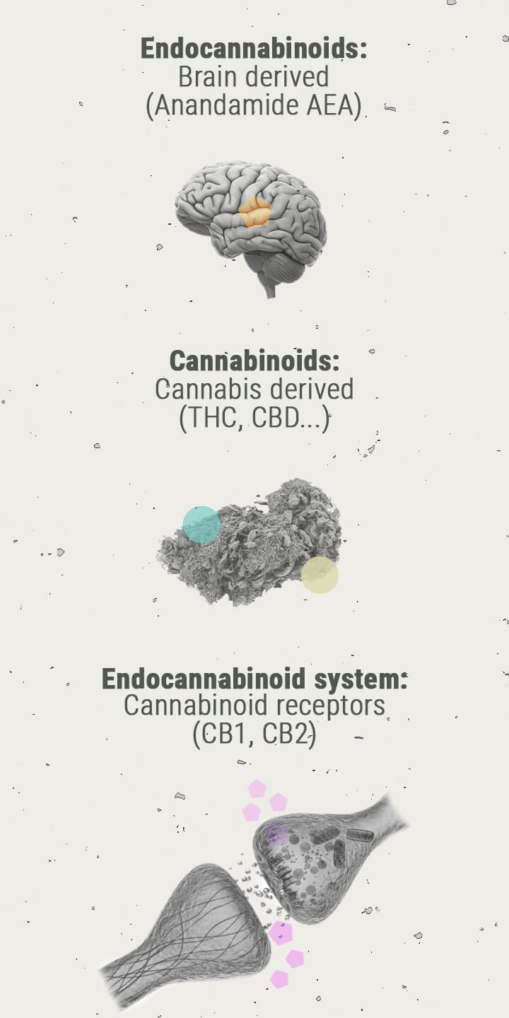 Química del subidón de cannabis Química del subidón de cannabis