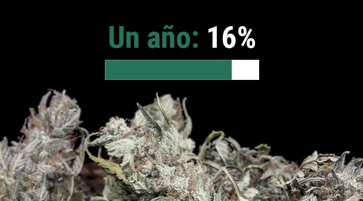 ¿Cuál es la vida útil de la marihuana?