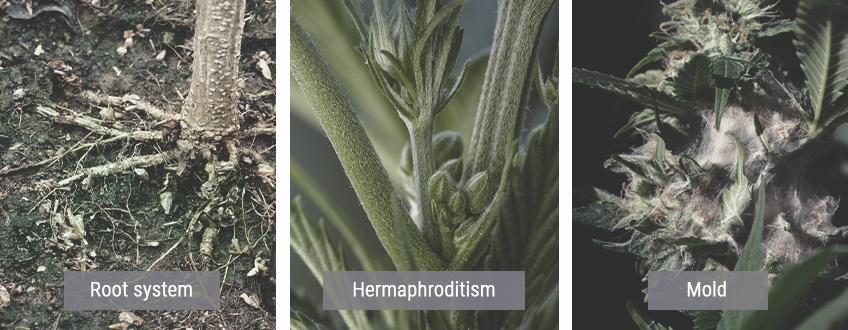 Cómo afecta el frío a las plantas de marihuana Cómo afecta el frío a las plantas de marihuana