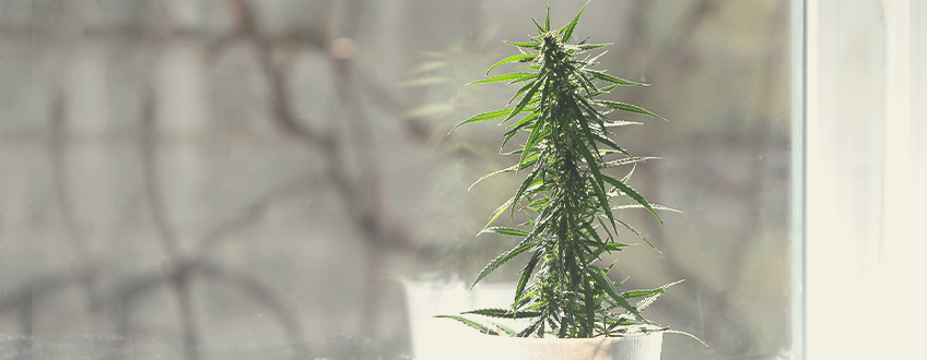 Elegir el mejor lugar para cultivar tus plantas de marihuana