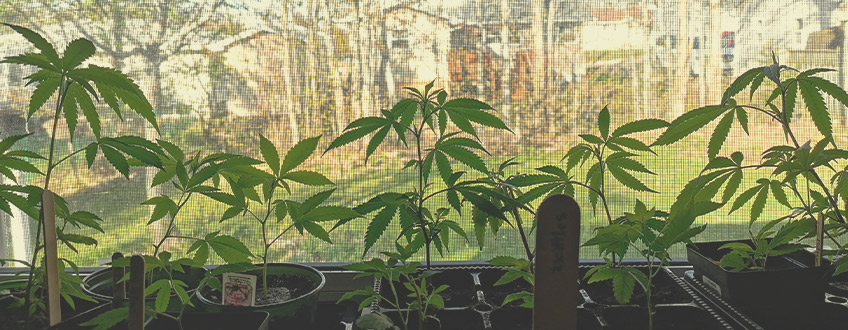 Cómo cultivar marihuana en una ventana: conceptos básicos