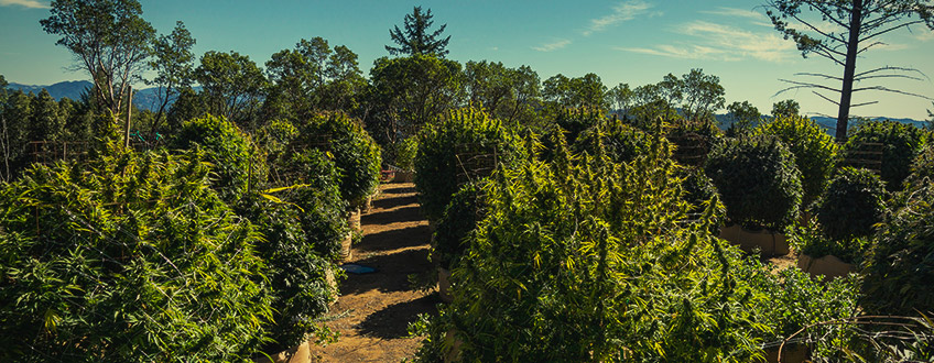 Guerrilla Cannabis Secreta