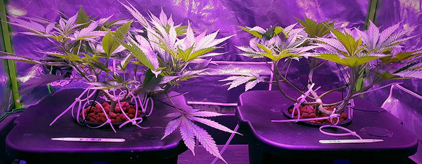 Medio de cultivo hidropónico