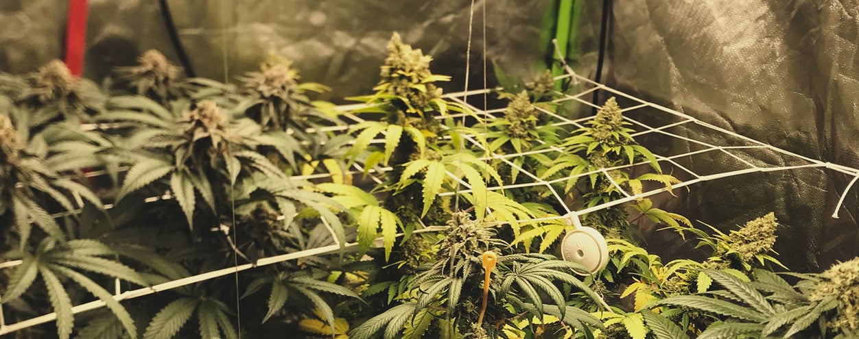 Can you mix different strains in the same grow?