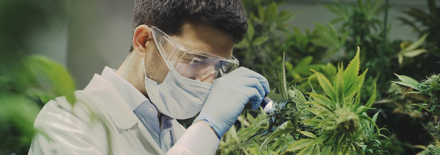 Los investigadores del cannabis solo han arañado la superficie