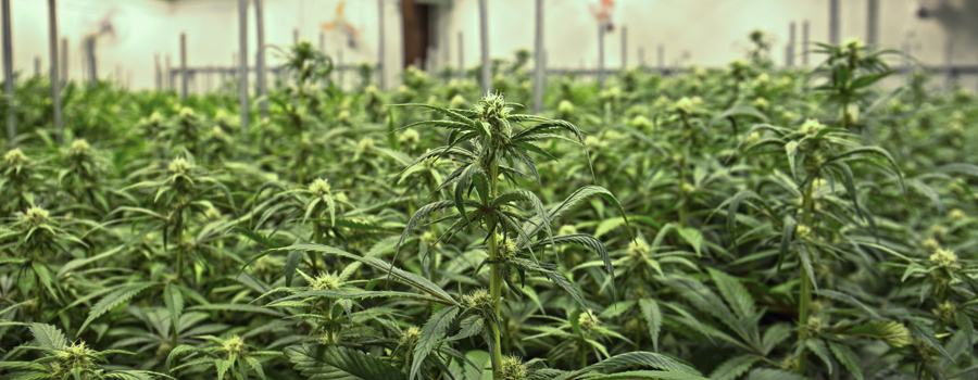 Cannabis industrializacion