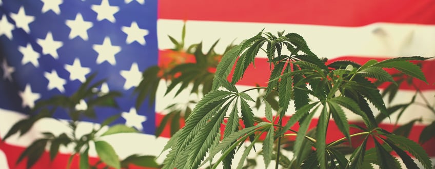 ¿Por qué está pendiente de EE.UU. la comunidad global del cannabis?