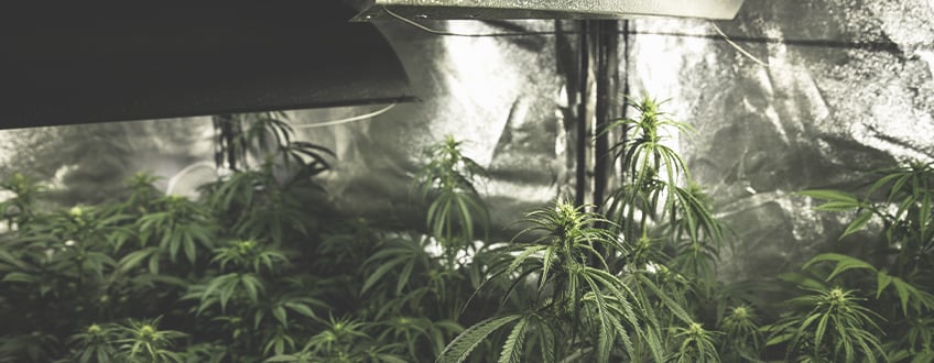 ¿Por qué es importante la luz al cultivar marihuana?