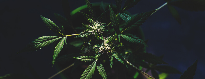 La constelación también influye en el cultivo de marihuana según el calendario lunar