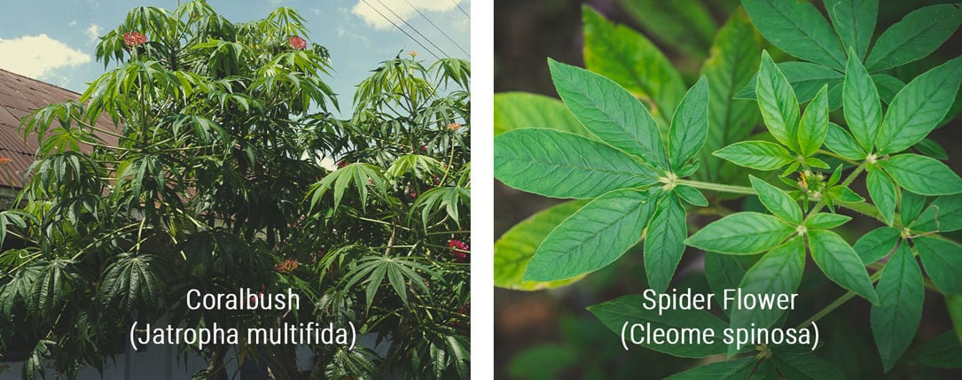 Plantas con aspecto similar al cannabis