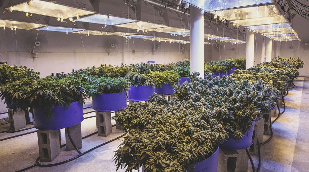 La profesionalización del cultivo de marihuana