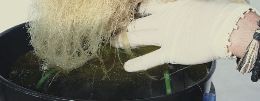 Las algas: un caldo de cultivo para los patógenos de las plantas