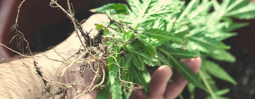¿Contienen cannabinoides y terpenos las raíces de marihuana?