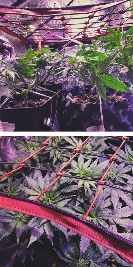 Refuerza el ScrOG con otras técnicas de entrenamiento del cannabis