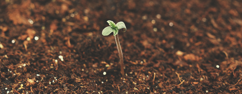 Cómo evitar que las plántulas de cannabis se estiren y se desplomen Cómo evitar que las plántulas de cannabis se estiren y se desplomen