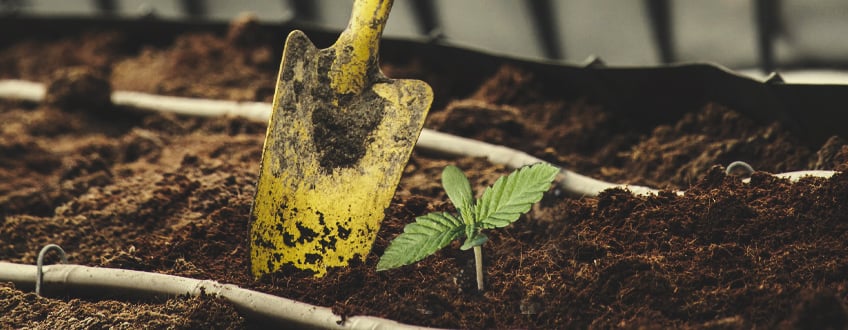 Cultivo de Marihuana: Guía y Consejos para Cultivar en Ecológico - Nostoc  productos microbiológicos