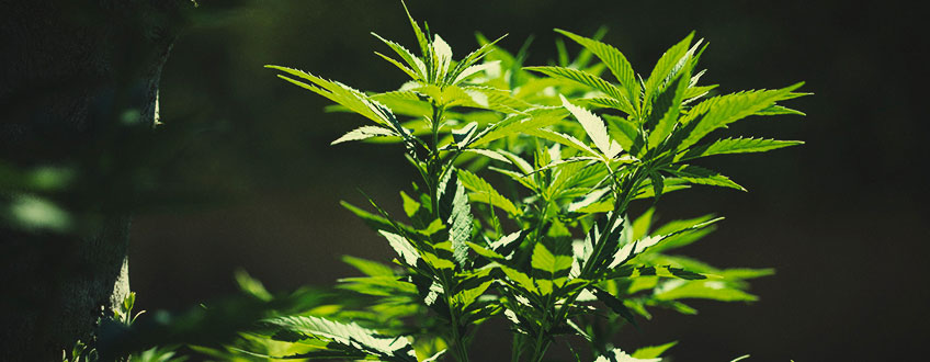 Cómo trasladar las plantas de marihuana de interior al exterior Cómo trasladar las plantas de marihuana de interior al exterior