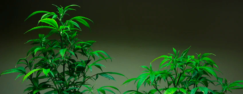 Comparación Topping Planta de cannabis
