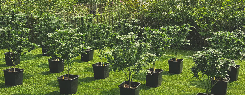 ¿Qué es el cultivo sostenible de cannabis?