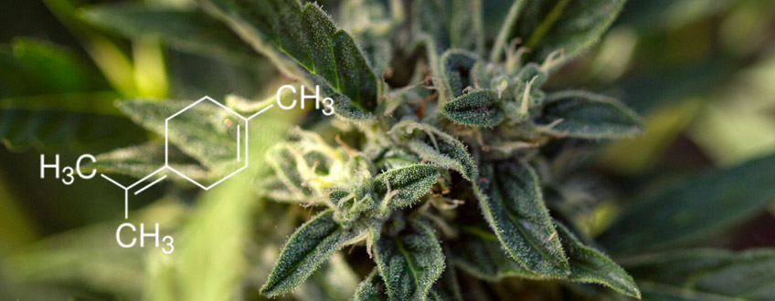 Terpinolene terpeno cannabis