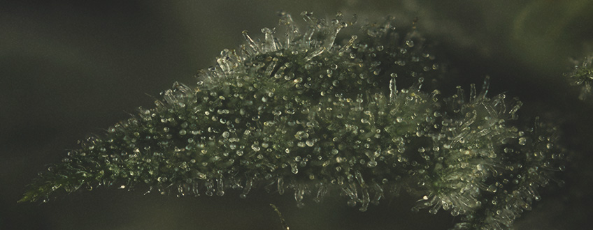 LA IMPORTANCIA DE LOS TERPENOS EN EL CANNABIS LA IMPORTANCIA DE LOS TERPENOS EN EL CANNABIS