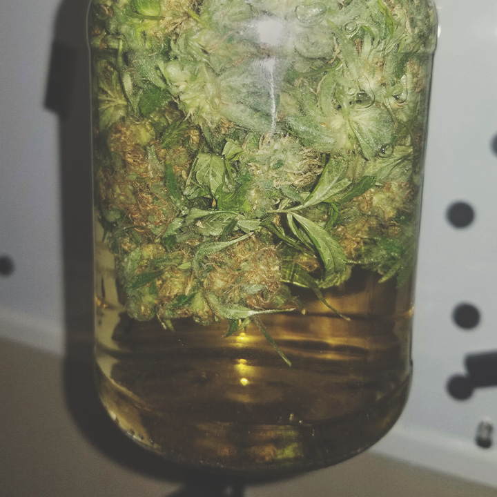 Cómo curar la marihuana con agua