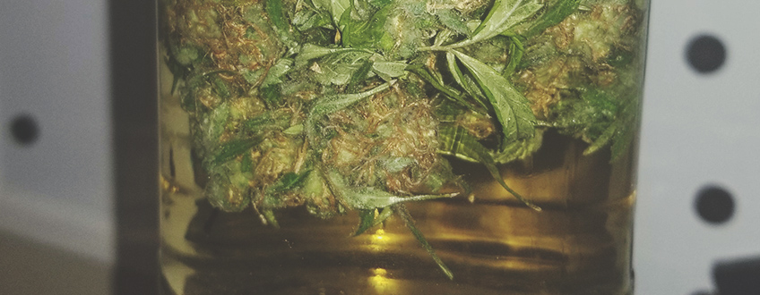 Cómo curar la marihuana con agua Cómo curar la marihuana con agua