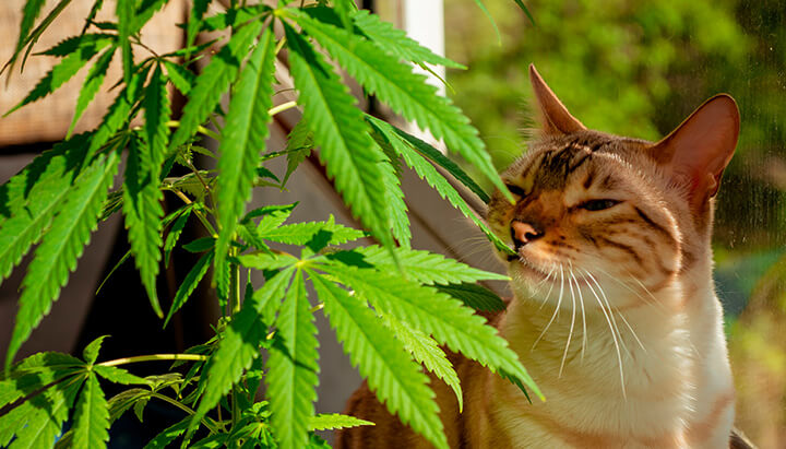 Cat and Cannabis