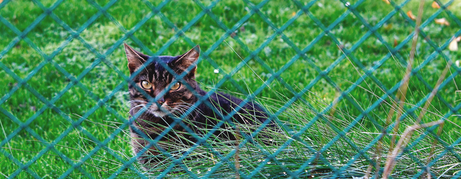 How to keep cats away from your cannabis plants