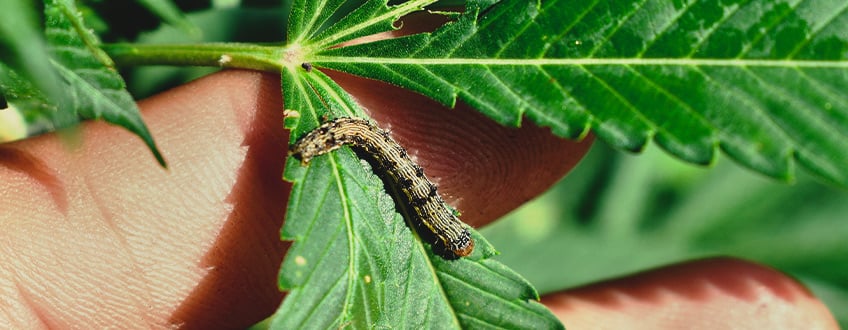 CÓMO ELIMINAR LAS ORUGAS DE LAS PLANTAS DE CANNABIS