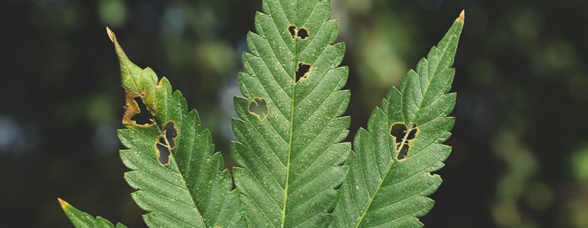 ¿PUEDEN LAS ORUGAS MATAR MIS PLANTAS DE MARIHUANA?