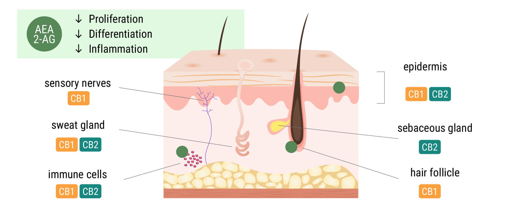 El sistema endocannabinoide en la piel