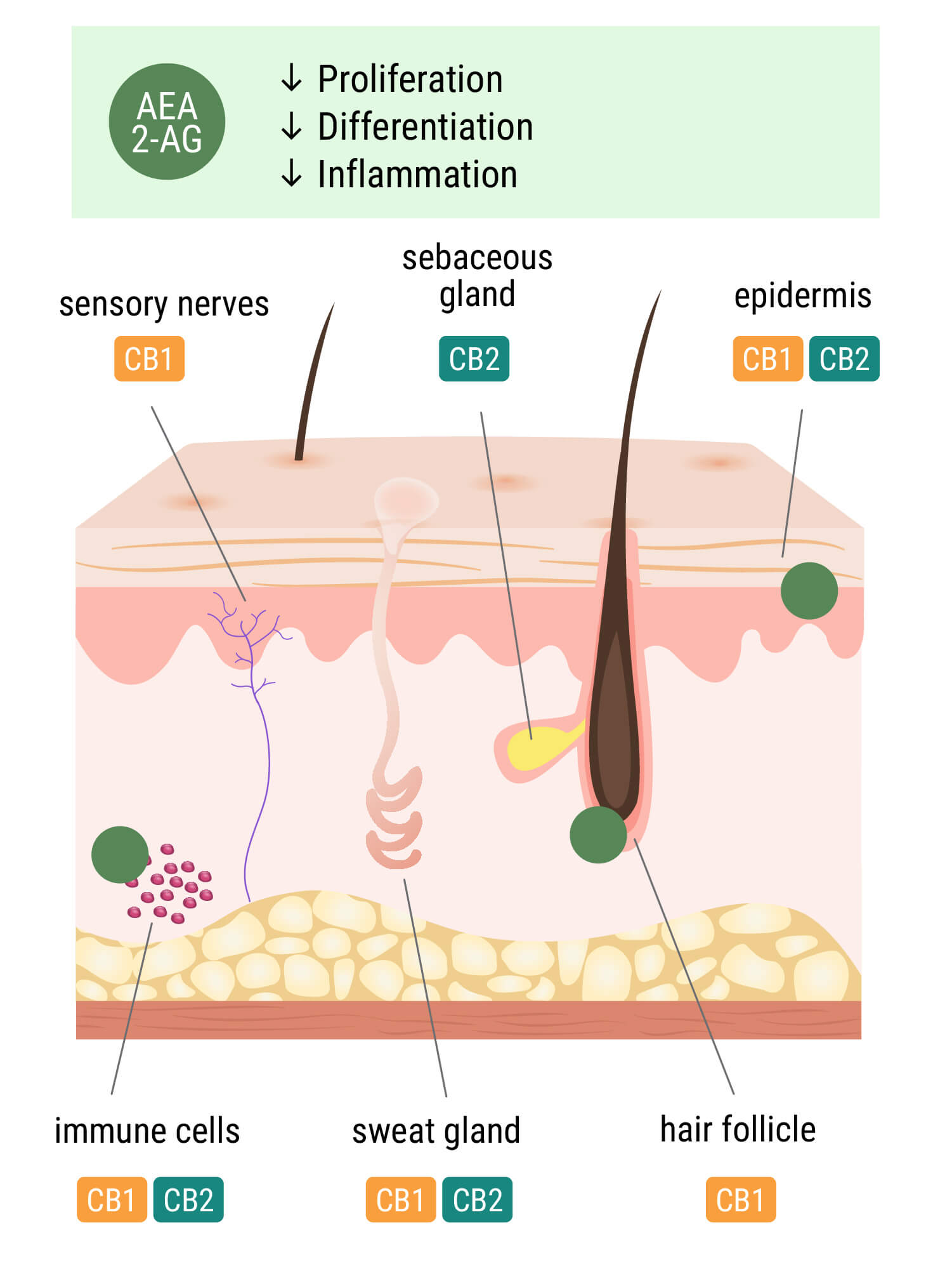 El sistema endocannabinoide en la piel El sistema endocannabinoide en la piel